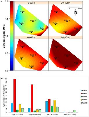 Modeling Subsurface Drainage in Compacted Cultivated Histosols